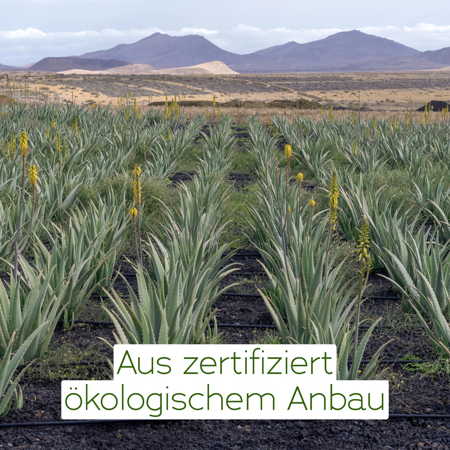 Aloe Vera Direktsaft