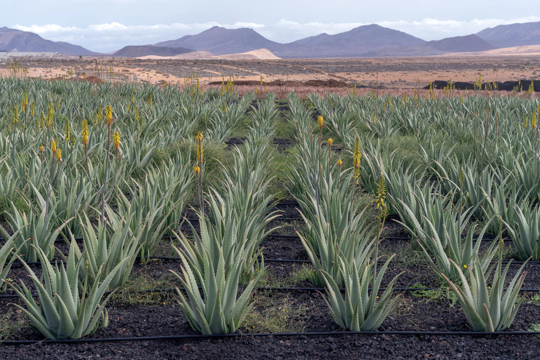 Naturnahe Herstellung