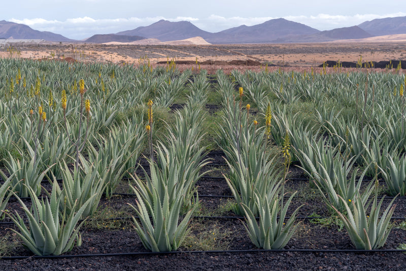 Naturnahe Herstellung